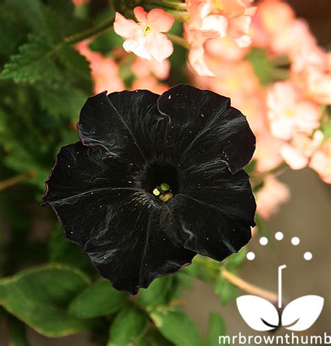 Petunia 'Black Cat' The World's First Black Petunia | Flower seeds, Black petunias, Petunia flower