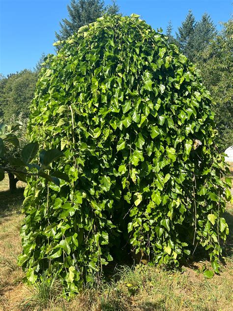 Weeping Mulberry — Raintree Nursery