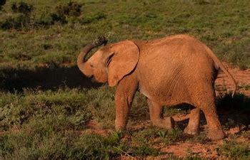 Free baby elephant crying Photos & Pictures | FreeImages