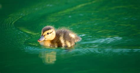 Kill Some Time: 5 Little Ducklings You Could Maybe Pray For If You’re Bored