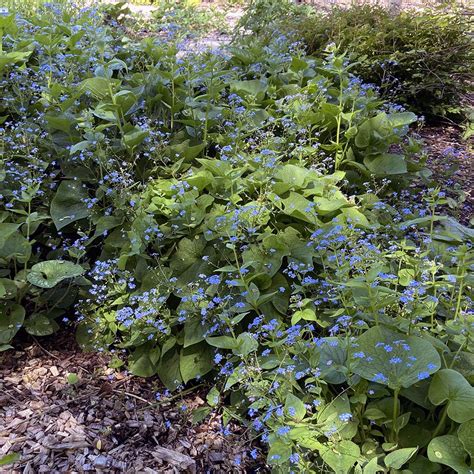 Brunnera macrophylla - Midwest Groundcovers, LLC