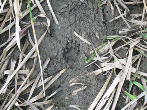 Badger paw print by Rivek on DeviantArt