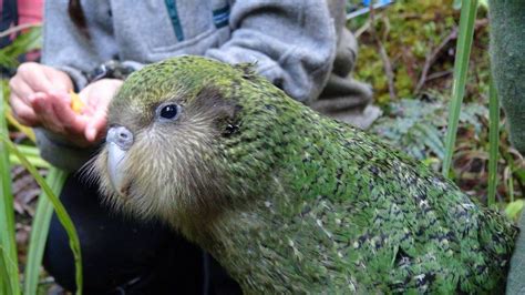 Moorhouse, a Kakapo and one of 156 Kakapos in existence today. Kinds Of Birds, Love Birds ...