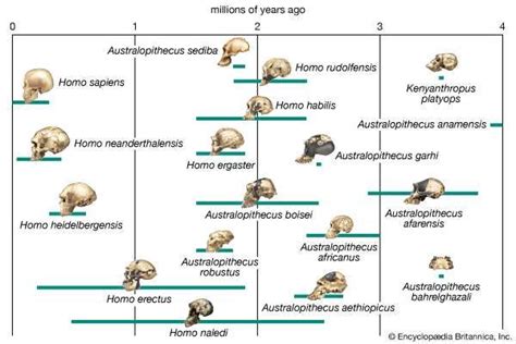 Homo sapiens | Meaning & Stages of Human Evolution | Britannica.com