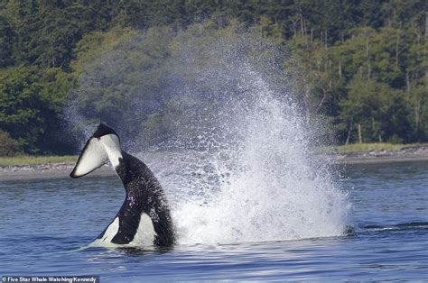 Killer whale toss seal 40ft into the air in British Columbia - Big World Tale