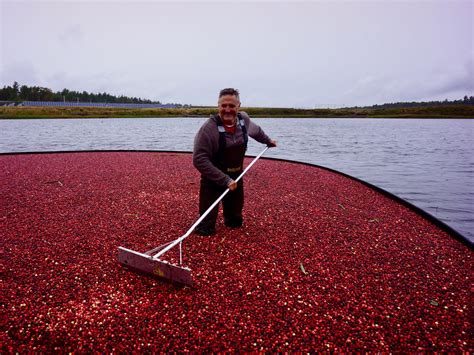 Cranberry Growers Say Harvest Is Great, but Business Is Struggling | WCAI