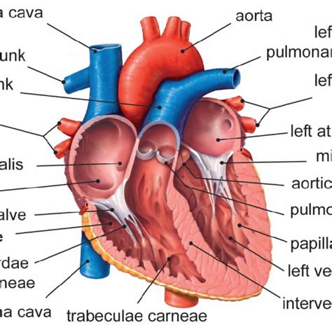 (PDF) Unraveling the Etiologies of Discrete Subaortic Stenosis: A Focus on Left Ventricular ...