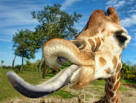 Giraffe tongue | Giraffe facts, Giraffe, Giraffe tongue