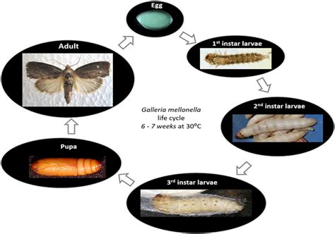 Observations of Embryonic Changes in Middle and Late Stages of the Greater Wax Moth, Galleria ...