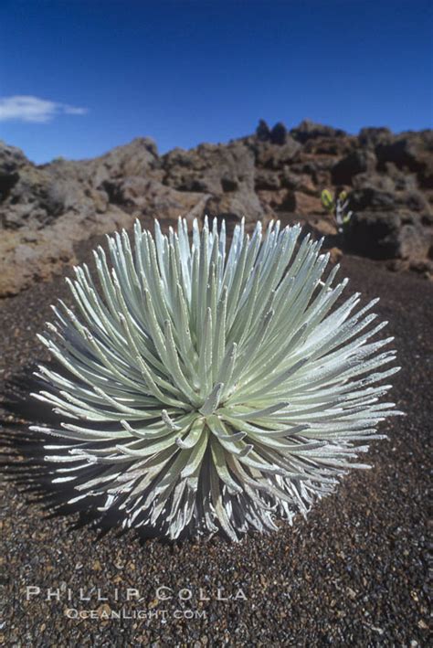 Haleakala silversword, Argyroxiphium sandwicense macrocephalum photo, Maui, Hawaii