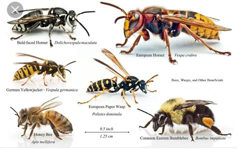 North American Wasp Identification Chart