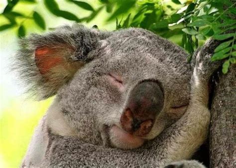 Sleeping animals | Animals Zone