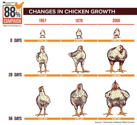 Do Animal Growth Hormones Affect Humans at josepheflynn blog