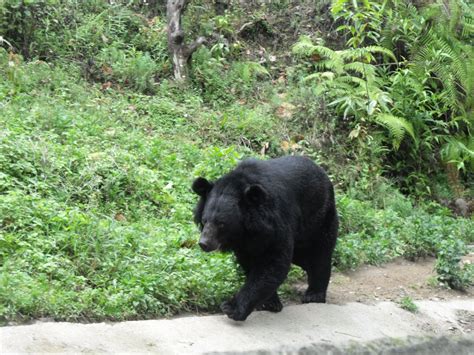 Himalayan black bear – Bear Conservation