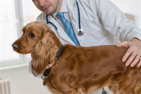 Testicular Tumor (Seminoma) in Dogs - Symptoms, Causes, Diagnosis ...