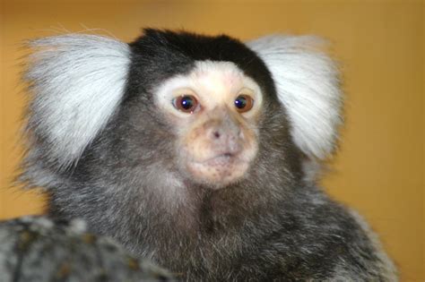 Marmoset Pictures - Primate Care