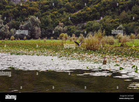 Wild birds in Lake Skadar National Park in Montenegro. Flying crane ...