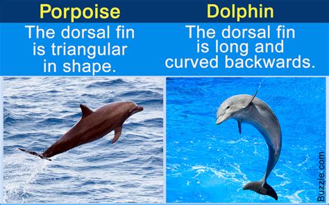 Similar Looks, Different Characteristics - Porpoise Vs. Dolphin ...