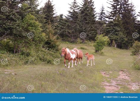 A Group of Wild Ponies at Grayson Highlands State Park, Mouth of Wilson, Virginia Stock Image ...