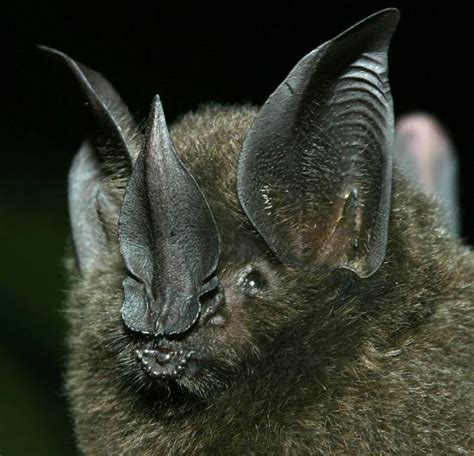 The Long Legged Bat (Macrophyllum macrophyllum) is the only leaf-nosed bat (family ...