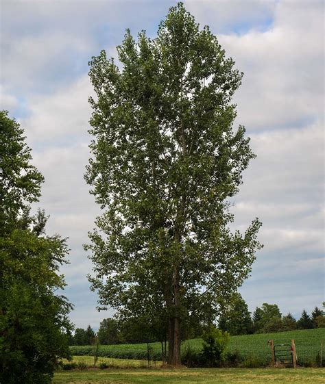 5 fast-growing trees for every region in the United States