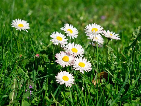 Identifying and controlling common lawn weeds | Love The Garden