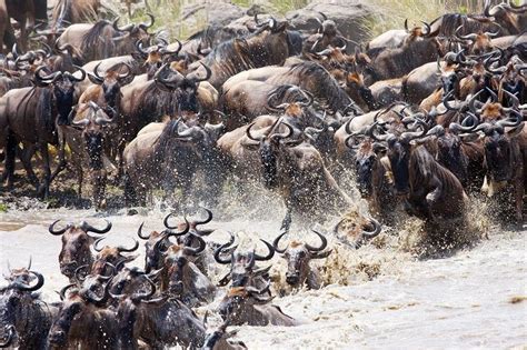 The Great Mara River Crossing | Amusing Planet