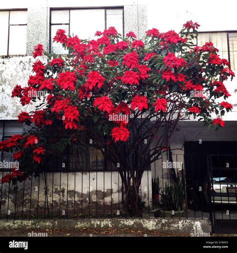 Red poinsettia tree hi-res stock photography and images - Alamy