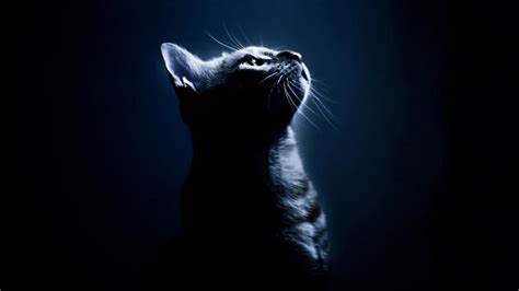 Dark Cat Wallpapers - Wallpaper Cave