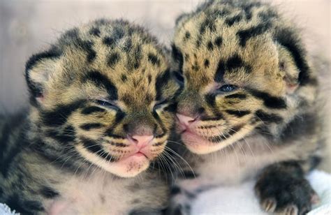 Endangered clouded leopard kittens born in Miami zoo | Inquirer Technology