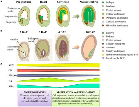 Seed development in Arabidopsis and maize. (A) Schematic representation ...