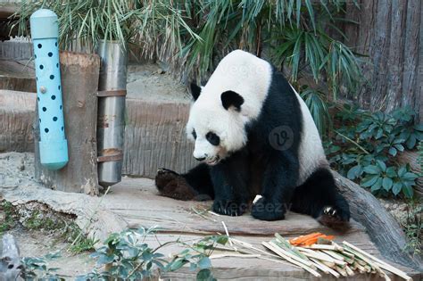 Hungry giant panda bear eating 6963527 Stock Photo at Vecteezy