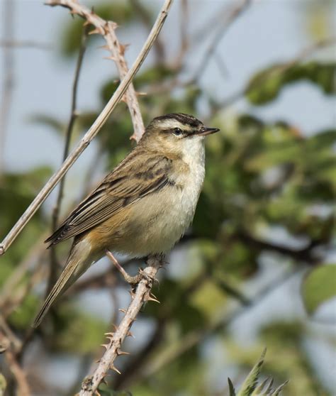 Sedge warbler | Taken @ Kidwelly press L for Larger view or … | Flickr