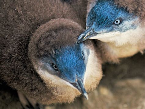 Bicheno Penguin Tours - Discover Tasmania