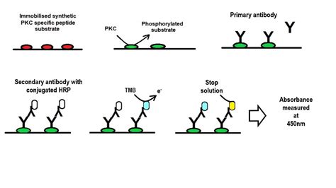 PKC Kinase Activity Assay Kit (ab139437) | アブカム