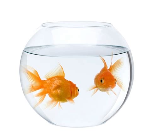 Premium Photo | Goldfish in fish bowl isolated