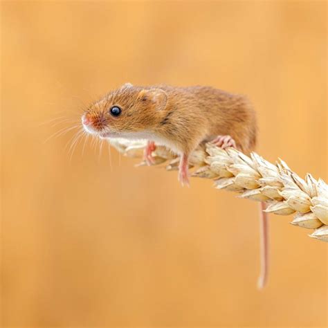 Field Mouse :) | Adorable Mice | Pinterest