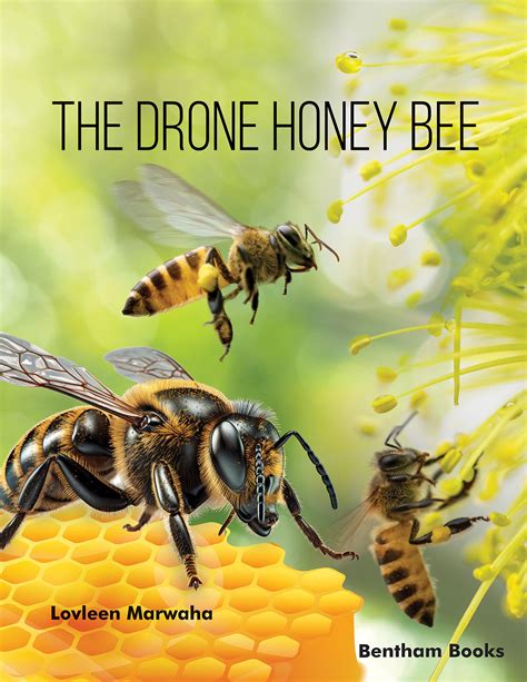 The Drone Honey Bee