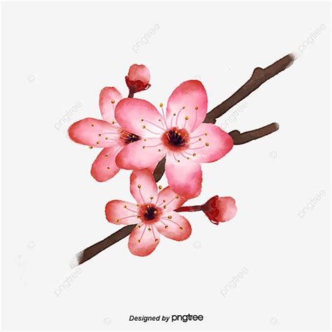 Hand Painted Watercolor Peach Blossom, Three Flowers, Peach Blossom, Watercolor PNG Transparent ...