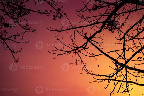 Branches of tree in silhouette with sunset background 6169430 Stock ...