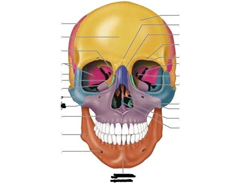 Cranial bone Quiz