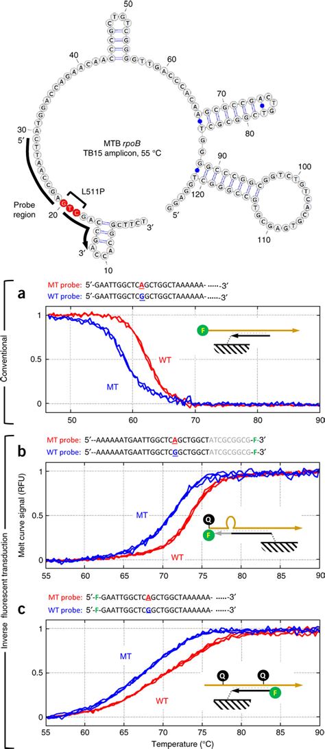 Example structure of DNA probes and melting signals for inverse... | Download Scientific Diagram