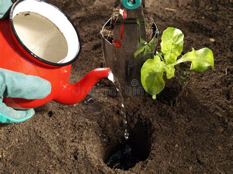 Watering Can in Vegetable Garden Stock Photo - Image of gardening ...