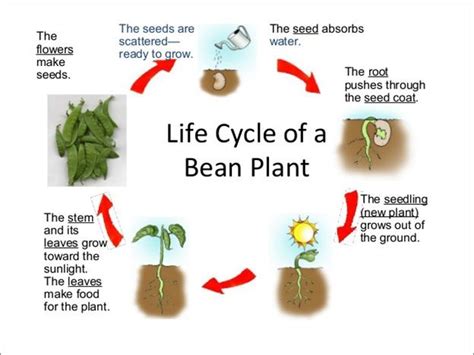 Life cycle of a bean plant. Science lesson for grade 1. A life cycle shows the changes that ...