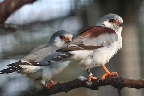 Pygmy Falcon | African Raptor Centre