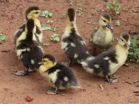 baby egyptian geese, egyptian geese : Story of Africa