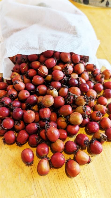 2 Easy Ways To Use Hawthorn Berries | Northern Wild Seeds | Nature With Us