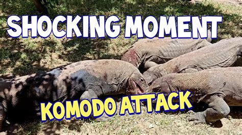 SHOCKING MOMENT, KOMODO DRAGON ATTACK THE PREY AROUND THE PEOPLE - YouTube