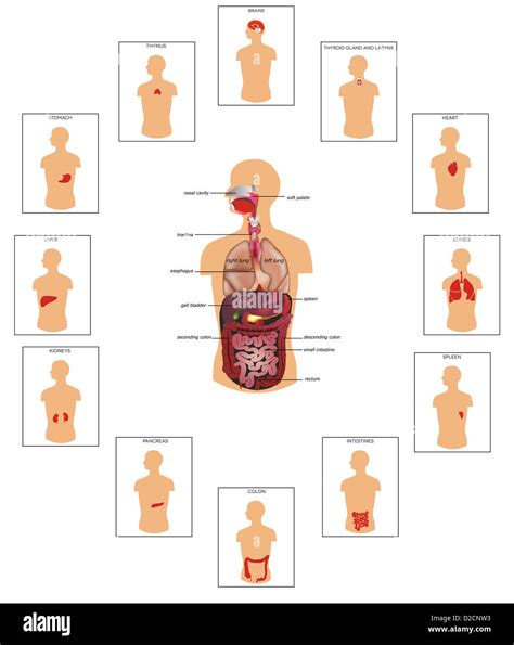 Human anatomy diagram Stock Photo - Alamy