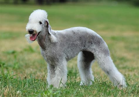 10 Strangest Looking Dog Breeds (Who Are Still Adorable)